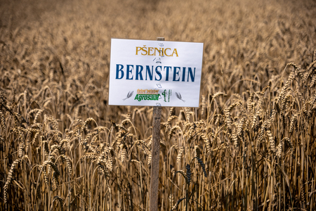 Dobrovnik - 2000 semen - ZETEV 2025-1174536